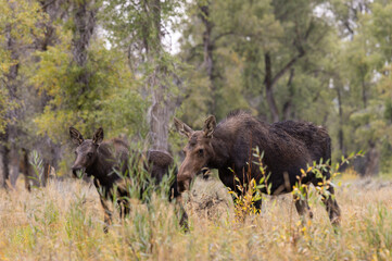 Cow and Calf Moose in Wyoming in Autumn