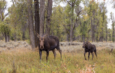 Obraz na płótnie Canvas Cow and Calf Moose in Wyoming in Autumn
