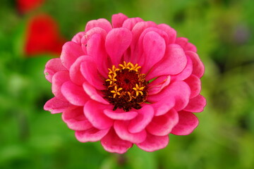 Pink Zinnia Flower bloomed during the summer