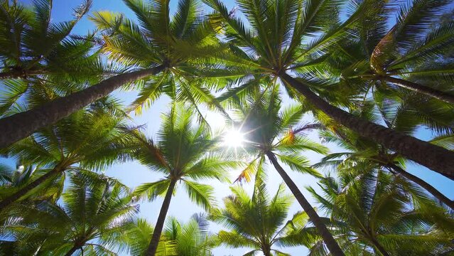 palm trees against blue sky. Low angle view Driving under palm trees.