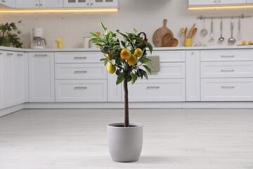 Potted lemon tree with ripe fruits on floor in kitchen