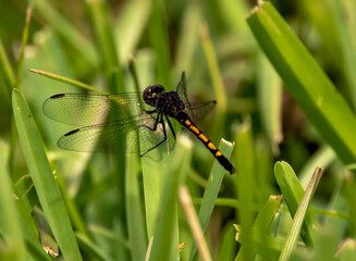 Dragon Fly 2