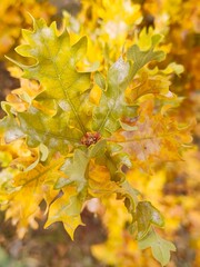  a branch of yellow shiny oak leaves in sunlight. macro
