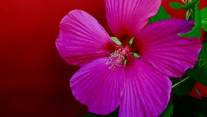Hibiskus, Blüte rot-rosa