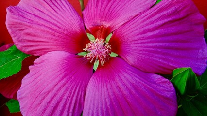 Hibiskus, Blüte rot-rosa © Omm-on-tour
