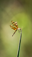 Dragon Fly 1