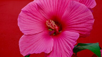 Hibiskus, Blüte rot-rosa © Omm-on-tour