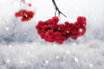 Berries on rowan tree branches covered with snow outdoors