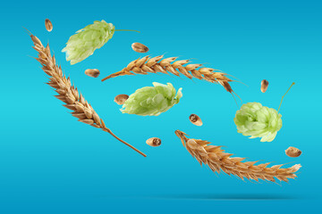 Fresh hops flowers and dry ears of wheat falling on light blue background
