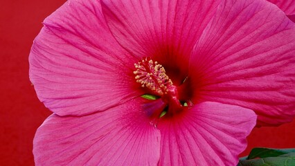Hibiskus, Blüte rot-rosa © Omm-on-tour