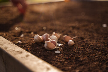 Shot of ripe garlic on ground in sunny warm day in modern farm.