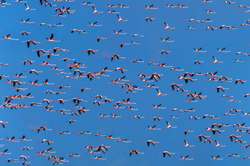 flock of birds