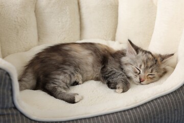 Cute fluffy kitten sleeping on pet bed