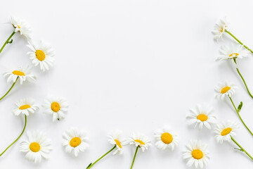 Flat lay of wild chamomile. Meadow flowers and herbs, floral background
