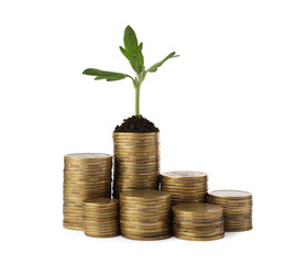Stacks of coins and green plant on white background. Investment concept