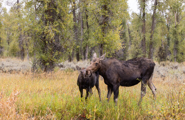 Cow and Calf Moose in Wyoming in Autumn