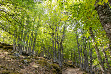 Chestnut forest in the Castanar El Tiemblo. Avila (Spain)