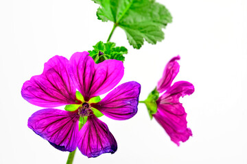 mallow, medicinal plant with flower in a closeup