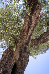 Drzewo oliwne w Grecji - obrazy, fototapety, plakaty