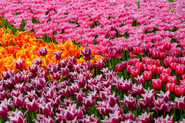 field of pink tulips