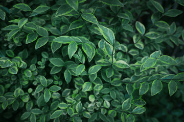 Beautiful tropical plant with green leaves outdoors, closeup