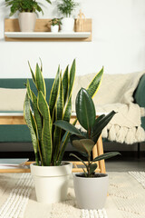 Beautiful potted green plants in room. House decor