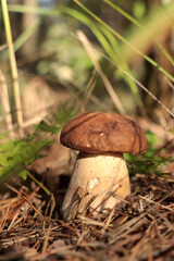 Beautiful porcini mushroom growing in forest on autumn day