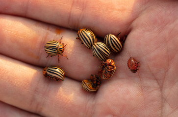 Colorado potato beetles on hand.