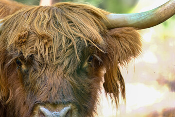 Hochlandrinder Portrait im Wildpark in Schweinfurt	