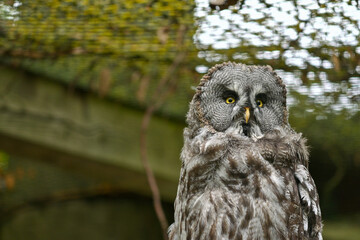 Fototapeta premium Eule Bartkauz (Strix nebulosa) sitzt auf einem Ast im Maus Wildpark Schweinfurt 