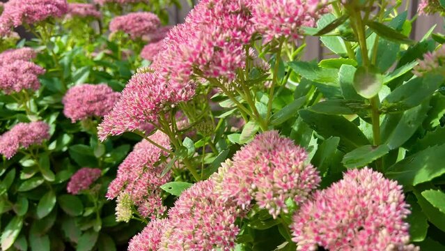 Close-up of the clusters with flowerbuds and foliage of Hylotelephium spectabile. Sedum spectabile or Hylotelephium spectabile on flowerbed.