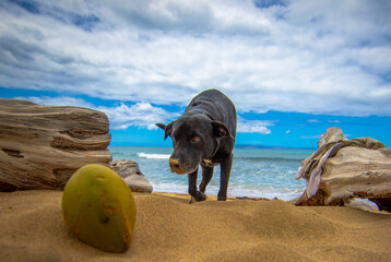 Maui Dog 3
