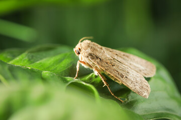 Paradrina clavipalpis moth on green leaf outdoors