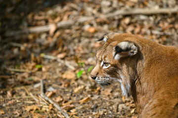 Eurasischer Luchs (Lynx) im Wald im Wildpark in Schweinfurt 