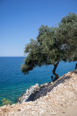 Drzewo na skarpie nad morzem w Grecji