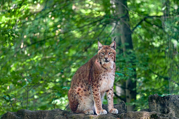 Naklejka na ściany i meble Eurasischer Luchs (Lynx) sitzt auf einem Stein im Wald im Wildpark in Schweinfurt, Franken, Bayern, Deutschland