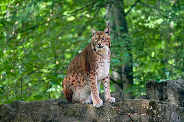 Naklejka na ściany i meble Eurasischer Luchs (Lynx) sitzt auf einem Stein im Wald im Wildpark in Schweinfurt 
