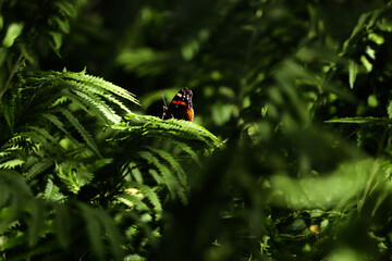 Beautiful butterfly on green fern leaf outdoors