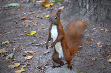  Curious red squirrel with white tummy stands on its hind legs at full height near the tree in the autumn  park.  Close up photo outdoors.