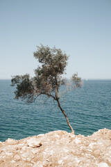 Drzewko na tle morza w Grecji
