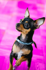 Dog bust portrait icon, fun. Profile picture. Miniature Pinscher, Chiuaua.