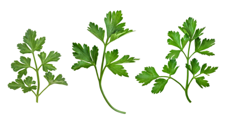 parsley isolated on a white background. The view from top.
