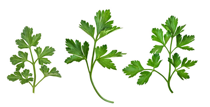 parsley isolated on a white background. The view from top.