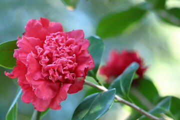 厳冬に凛と咲く