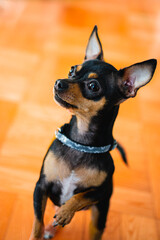 Dog bust portrait icon, fun. Profile picture. Miniature Pinscher, Chiuaua.