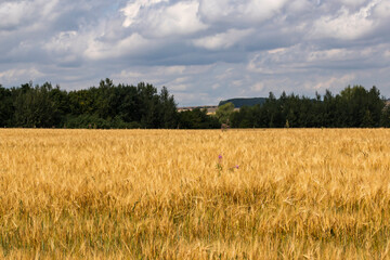field of wheat