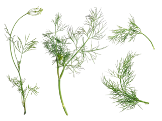 fresh green dill isolated on white background. top view