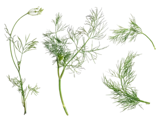 Foto op Aluminium fresh green dill isolated on white background. top view © Vlada