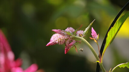 Plumed cockscomb Celosia flower natural in Garden Blur Background 