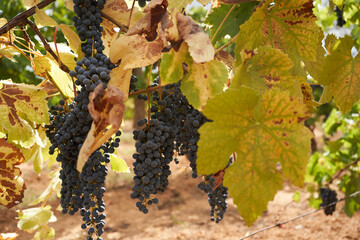 Close-up of ripe grapes hanging from the ocher colored leaves of a vineyard on an autumn day....